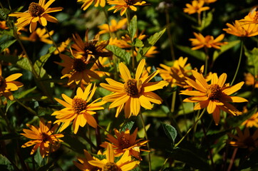 Heliopsis helianthoides, sunflower-like composite flowerheads