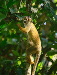 Squirrel monkey in the jungle in the Tambopata Reserve, Peruvian Amazon