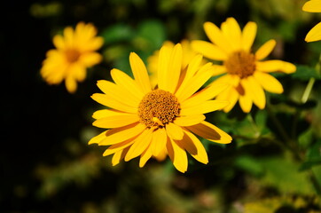 Heliopsis helianthoides, sunflower-like composite flowerheads