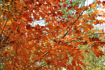 Brilliant Orange Autumn Tree Foliage