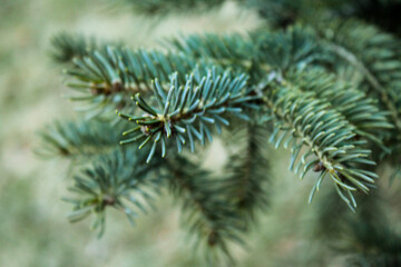 Close Up Photo of Pine Branch