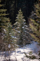 winter forest in the snow