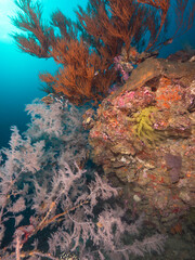 Fototapeta na wymiar Bushy black coral and Feathery black coral (Mergui archipelago, Myanmar)