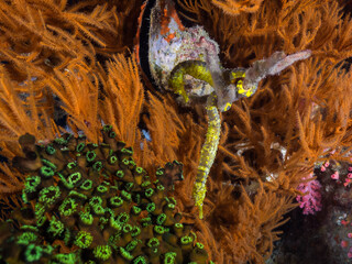 Pair of Tigetail seahorse in a black coral (Mergui archipelago, Myanmar)