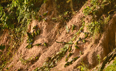 Blue-headed and yellow-crowned parrots feeding at a clay lick, Tambopata River, Peruvian Amazon