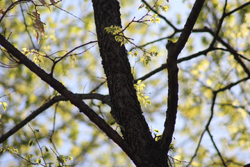 Obraz premium Green Tree Leaves with Branches and Blue Sky