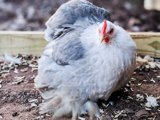 Bobtail Bantam Cochin Hen on the Farm