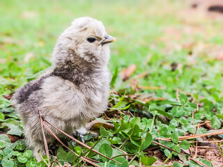 Grey Fluffy Silkie Chick
