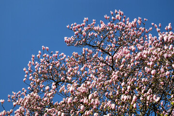 Pink saucer tulip magnolia flowers, Magnolia Soulangeana, in bloom on a sunny day