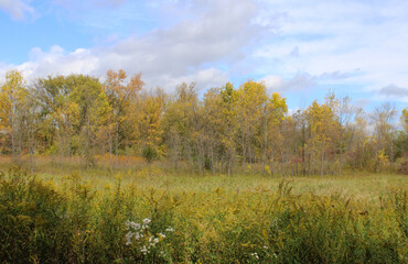 Fototapeta premium Green and Gold Fall Trees Outdoors