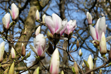 White saucer tulip magnolia flowers, Magnolia Soulangeana, in bloom on a sunny day