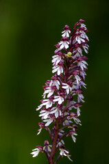 Orchis pourpre