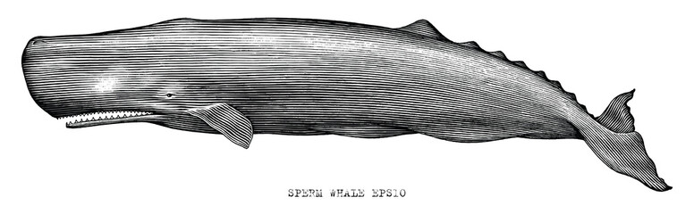 Sperm whale hand draw illustration vintage engraving style black and white clip art isolated on white background - 406178077