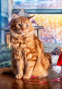 Orange Tabby Cat Poses In Front Of A Window Scene In This Studio Photo