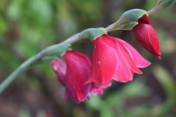 vibrant red gladiolus just coming into bloom on the stem with a blurred background in garden