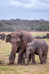 Naklejka na ściany i meble Sri Lankan elephant with calf (Elephas maximus maximus) in Minneriya National Park, Sri Lanka