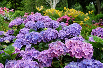 Pink and Violet hydrangea macrophylla 'hamburg' in flower in the summer months