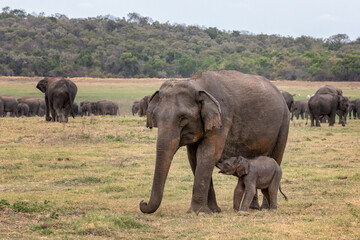 Naklejka na ściany i meble Sri Lankan elephant with calf (Elephas maximus maximus) in Minneriya National Park, Sri Lanka