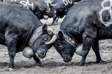 Eringer cows locking horns during a cow fight, tradition, heritage from the Valais, Sion,...