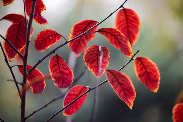 Close up of beautiful red leaves in autumn