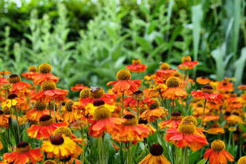 Helenium 'Sahin's Early Flowerer sneezeweed daisies flower during the summer months