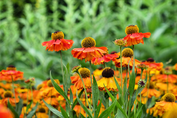 Helenium 'Sahin's Early Flowerer sneezeweed daisies flower during the summer months