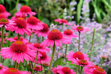 Fototapeta premium Pink Echinacea 'Delicious Candy' cone flower in flower during the summer months
