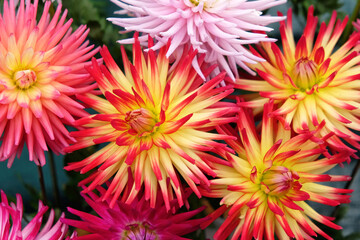 Red and yellow cactus dahlia flowers