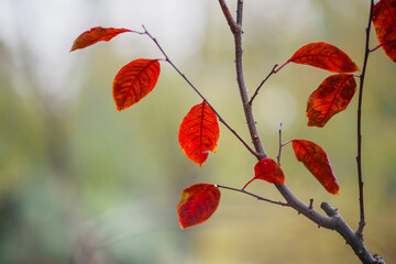 Close up of beautiful red leaves in autumn