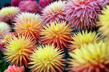 'Ryecroft Zoe' and 'Alred Grille' Cactus dahlias © Alexandra