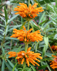 Orange Common Lions Ear (leonatis) in flower