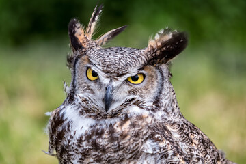 The spotted eagle-owl (Bubo africanus)