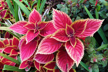 Colourful pink leaves of the common colseus plant