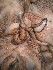 Chilled octopus from the sea. Brown clam close up.