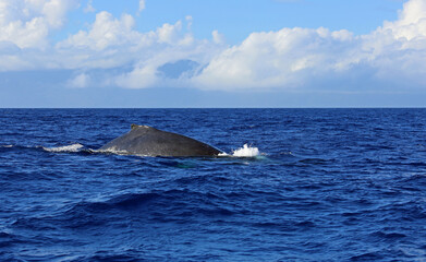 Fototapeta premium Whales back in blue water - Humpback whale in Maui, Hawaii
