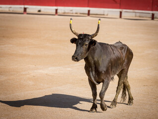 A Camargue bull, Arles Amphitheatre, France