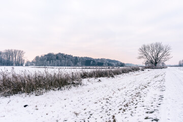 Weg  im Moor mit Schnee, Wald und Schilf