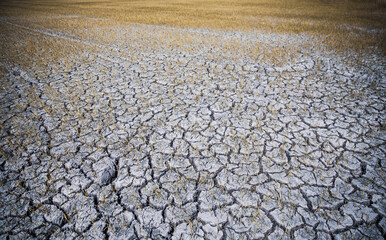 Cultivation without water Causing the seedlings to die