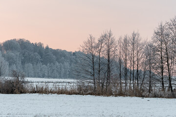 Bäume im Winter in Moorlandschaft mit Wolken und Wald im Hintergrund