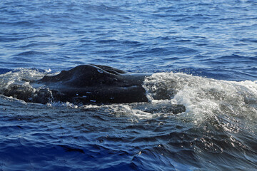 Naklejka premium Whales nostril - Humpback whale in Maui, Hawaii