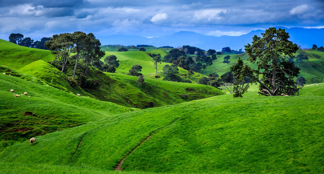 Rolling Green Hills Resembling Hobbiton Landscape in New Zealand