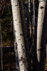 The base of an aspen tree with two trunks lit from the side by the sun.