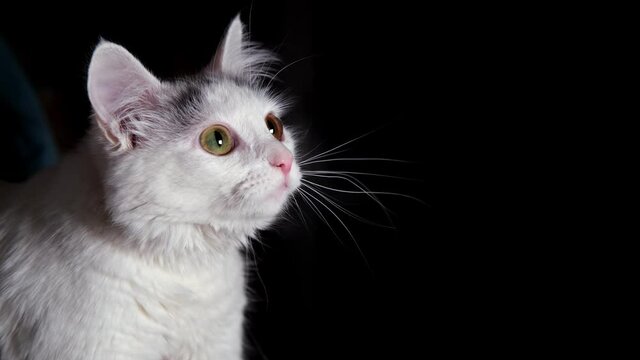 White cat on a black background looks in different directions.