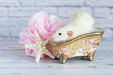 A cute white decorative rat takes a bath. Nearby lies a starfish and a pink washcloth.