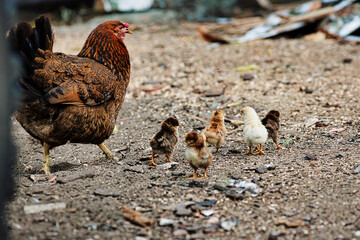 A chicken with small chickens walks in the farmyard. Shooting from a lower angle. A caring parent protects the offspring.