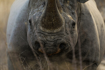 Obraz premium Close up portrait of black rhino in Etosha National Park