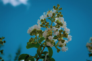 flor em um céu azul