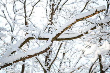 fresh snow on the trees