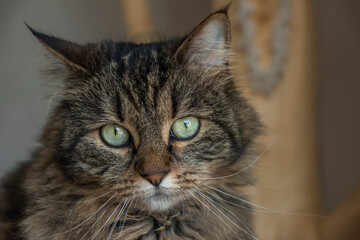 Tabby brown gray cat on indoor tree looking outdoor for sunny winter day