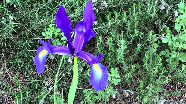 Spanish iris or Iris tingitana blooming in the wild meadow high in the mountains, 4K